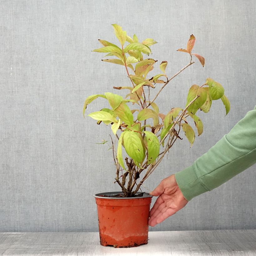 Weigela florida Lime Monster 3L/4L pot sample as delivered in summer