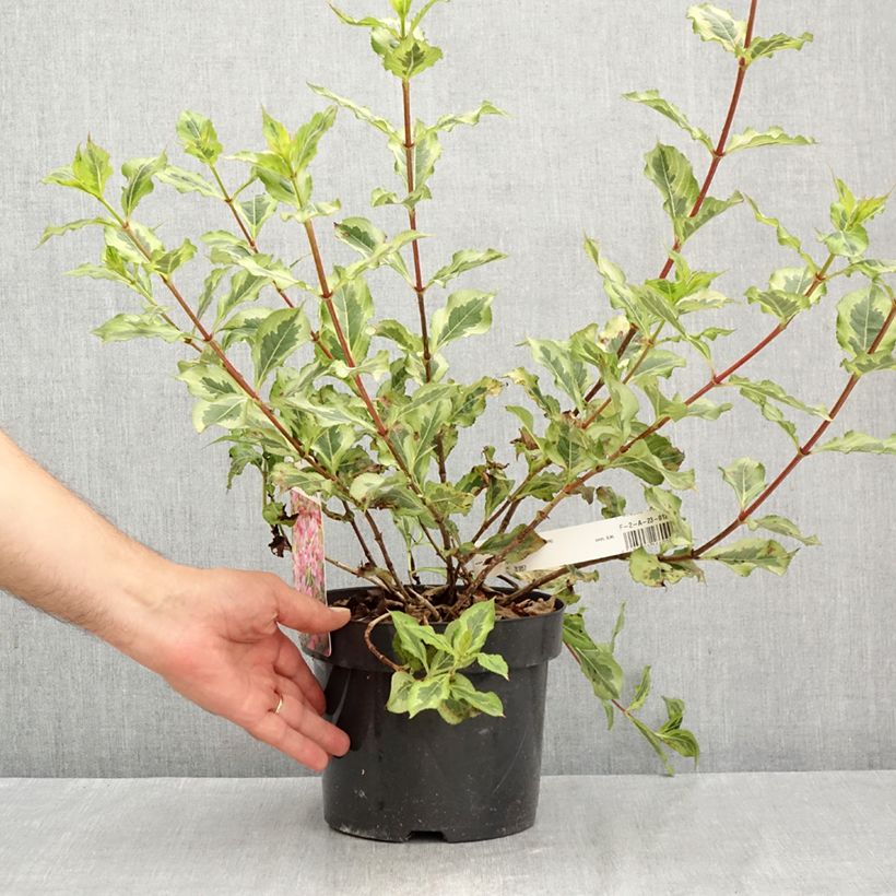 Weigela florida Magical Rainbow 3L/4L pot sample as delivered in summer