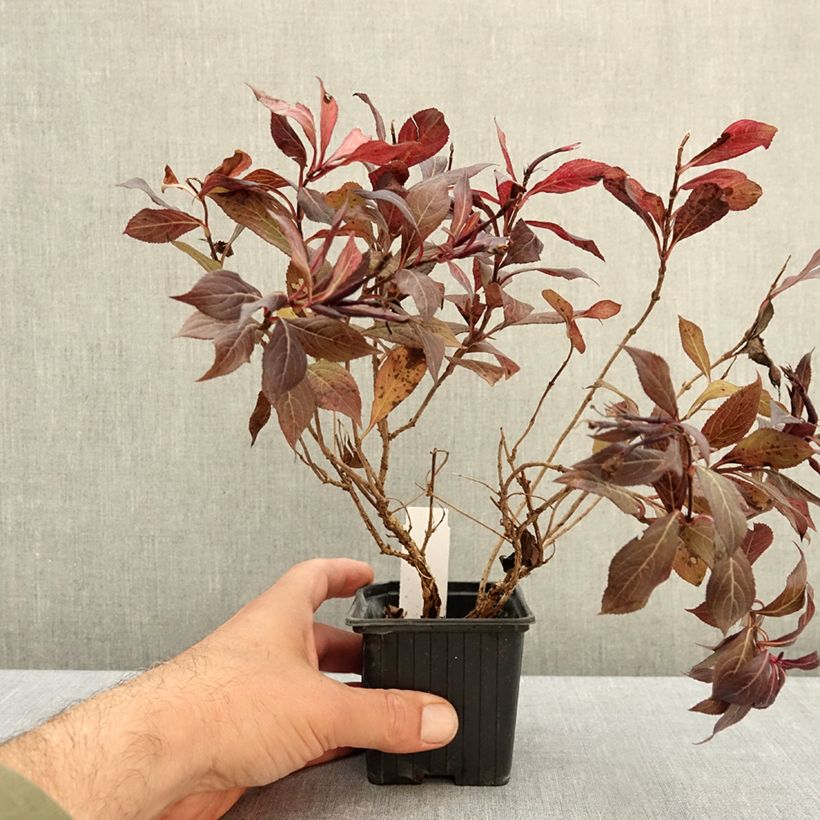 Weigela florida Midnight Wine 8/9 cm pot sample as delivered in autumn