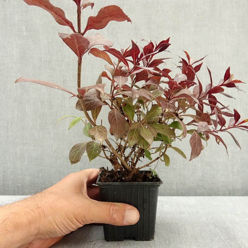 Weigela florida Midnight Wine 8/9 cm pot sample as delivered in summer