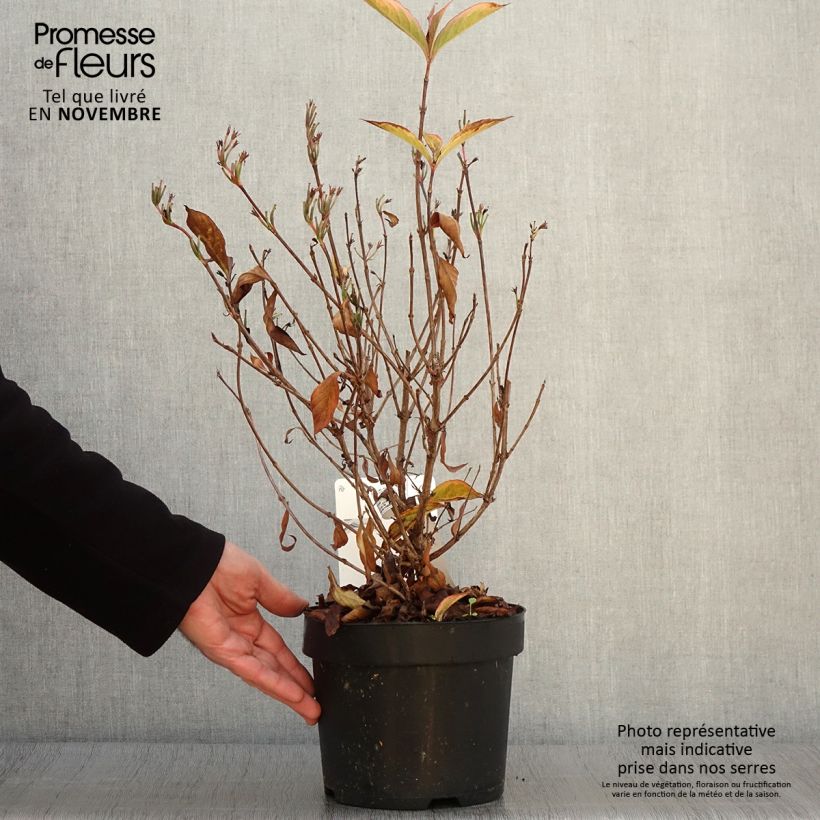 Weigela florida Brigela 2L/3L pot sample as delivered in autumn
