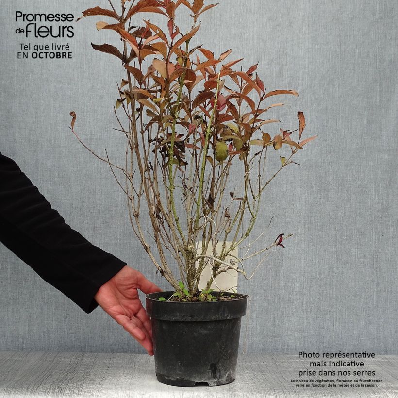 Weigela florida Naomi Campbell® 2L/3L pot sample as delivered in autumn