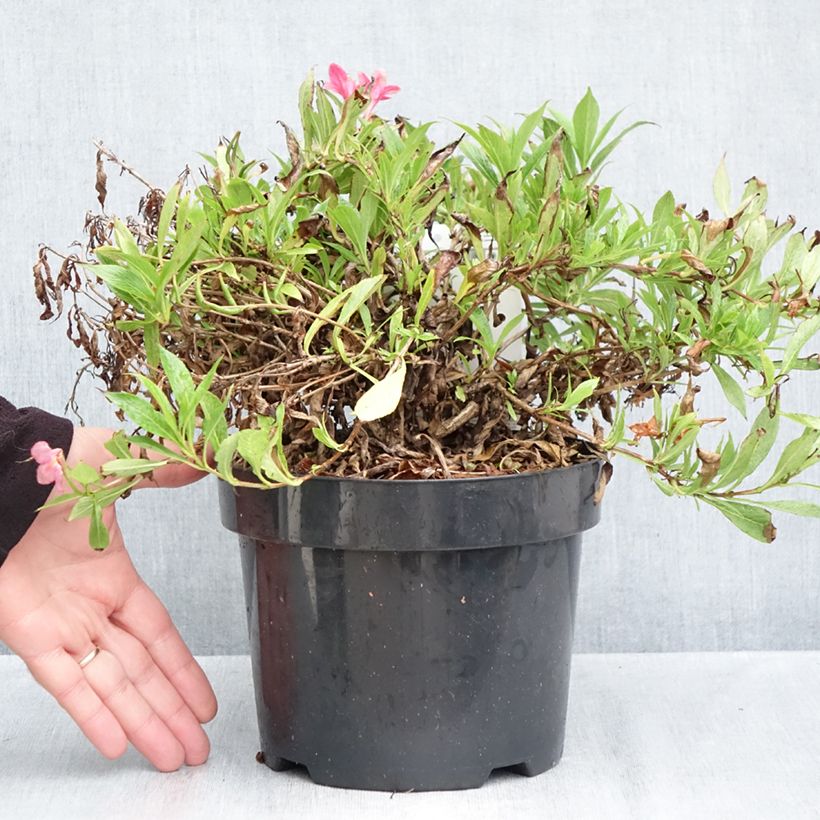 Weigela Florida Picobella Rosa  2L/3L pot sample as delivered in autumn