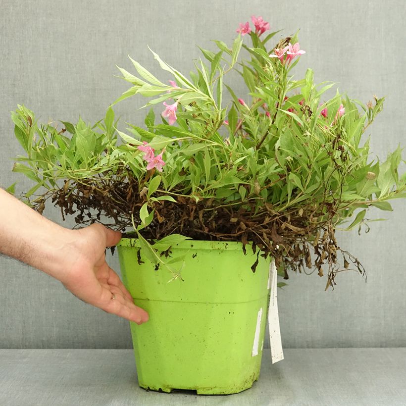 Weigela Florida Picobella Rosa  7.5L/10L pot sample as delivered in summer