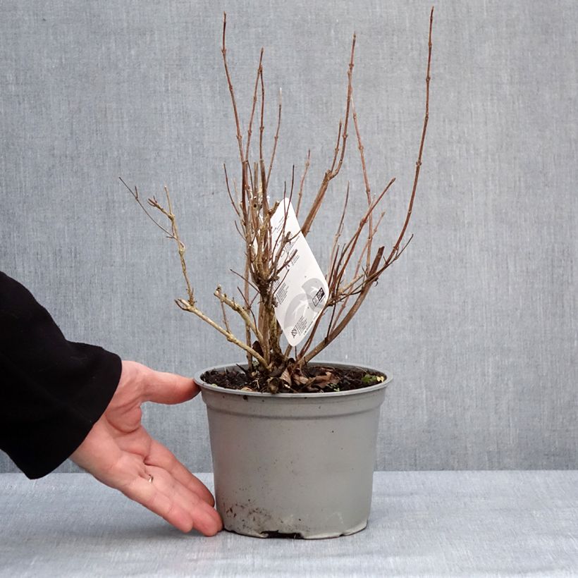 Weigela florida Suzanne - Old Fashioned Weigela 2L/3L pot sample as delivered in winter