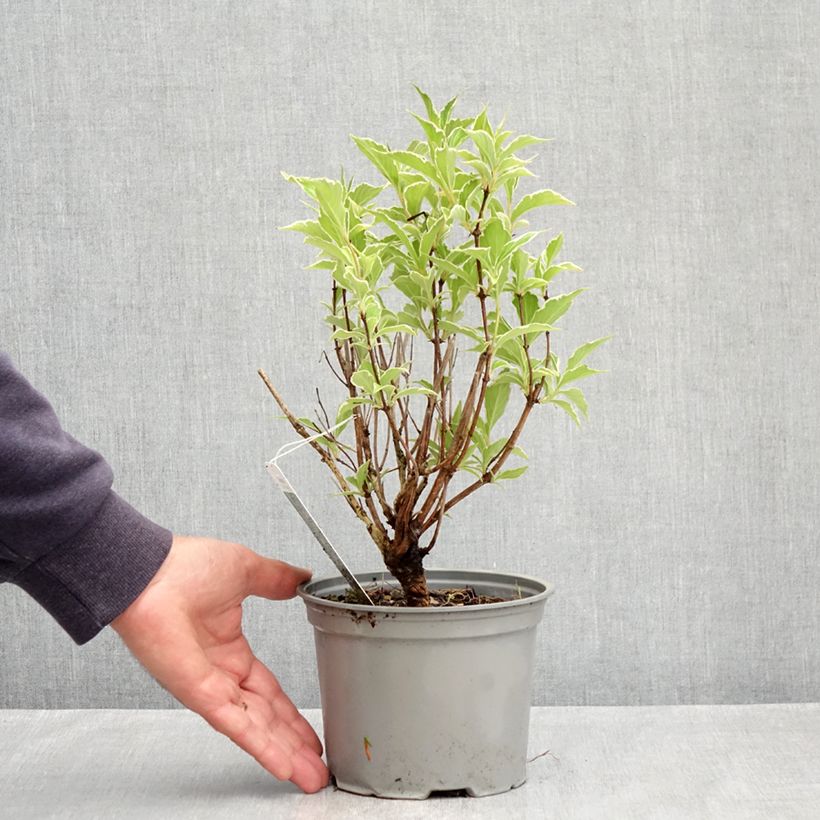 Weigela florida Suzanne - Old Fashioned Weigela 2L/3L pot sample as delivered in spring