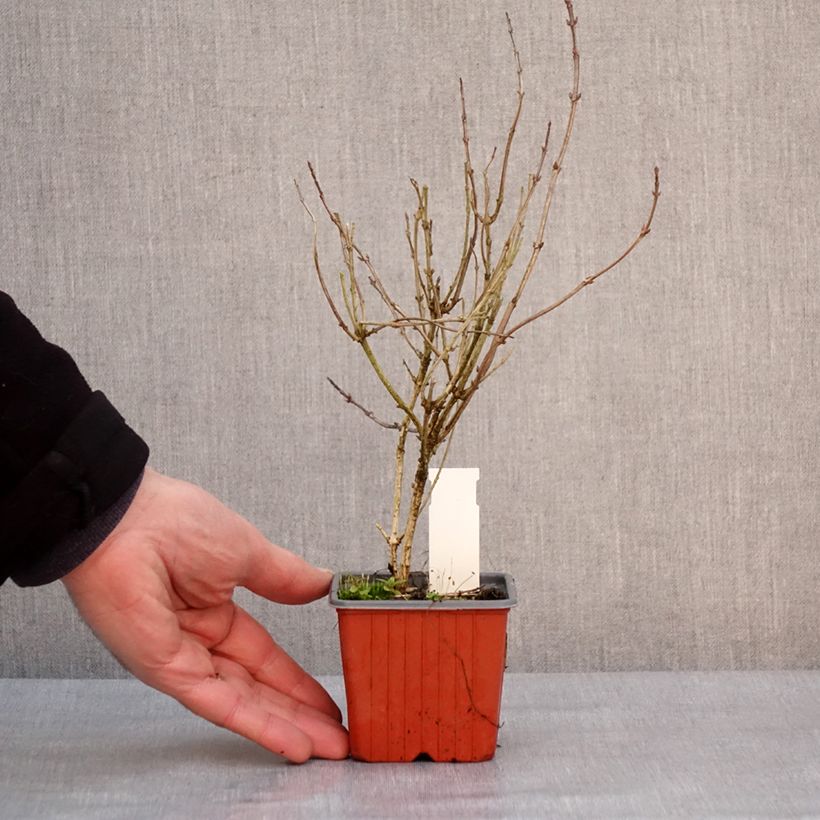 Weigela florida Victoria 8/9 cm pot sample as delivered in winter