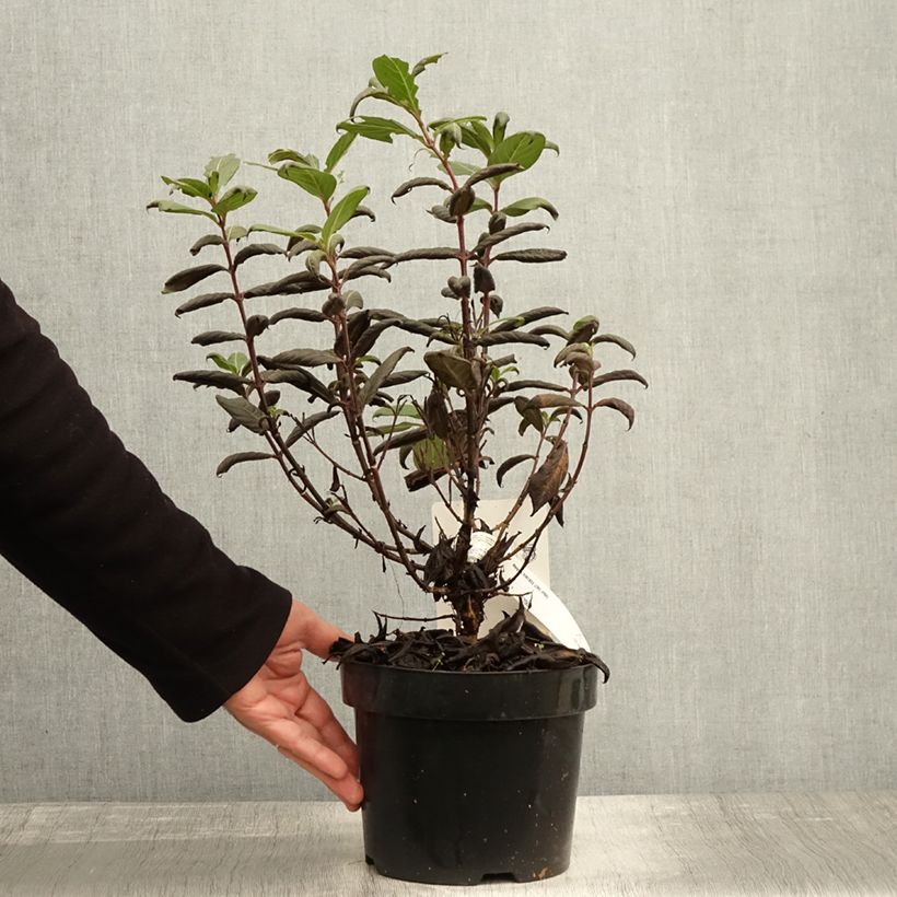 Weigela florida Vintage Love 2L/3L pot sample as delivered in autumn