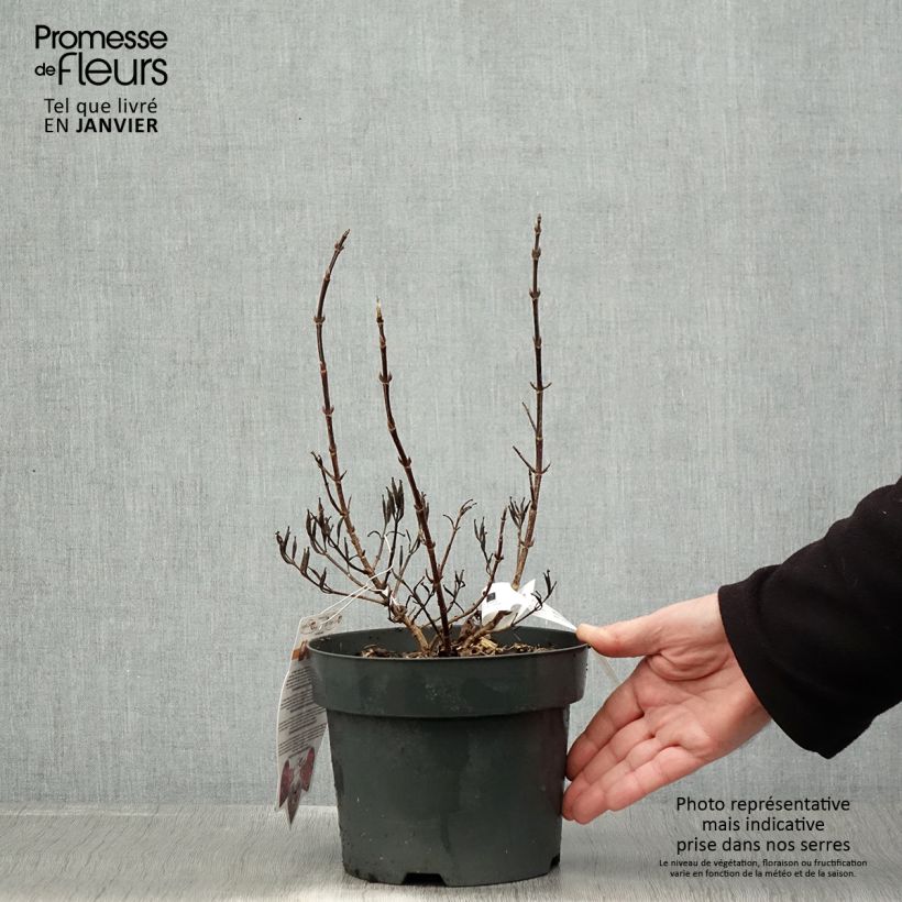 Weigela florida Vintage Love 2L/3L pot sample as delivered in winter