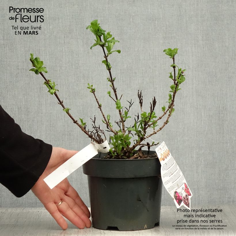 Weigela florida Vintage Love 2L/3L pot sample as delivered in spring