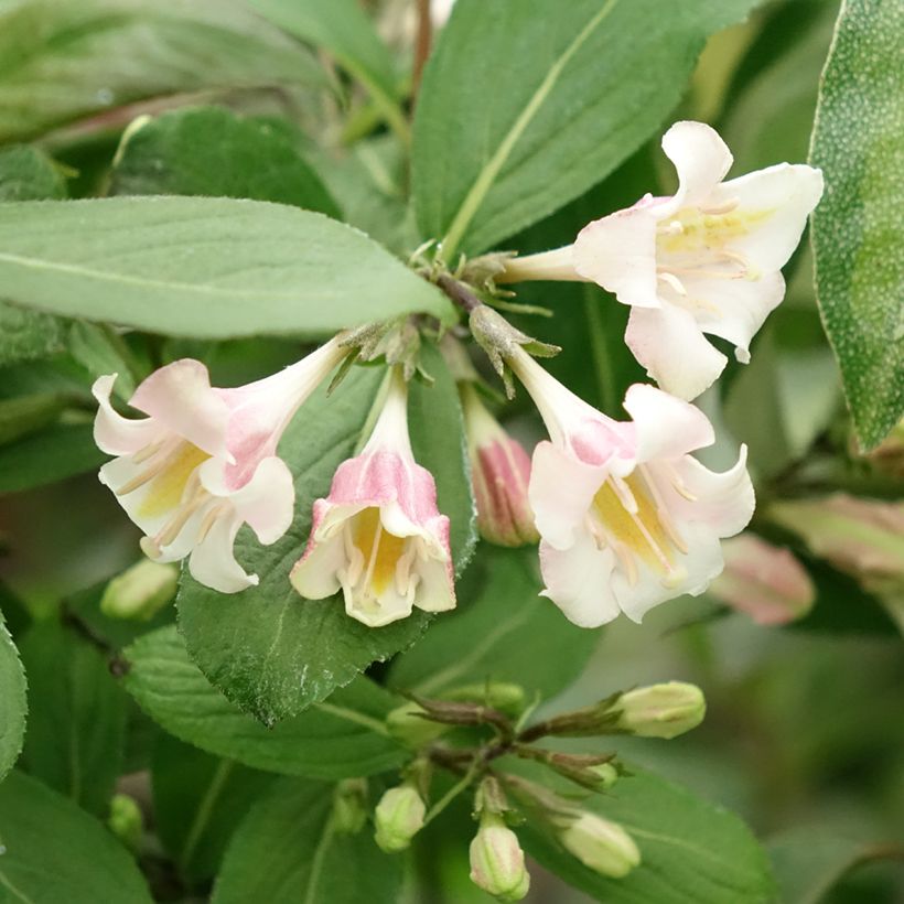 Weigela florida Vintage Love (Flowering)