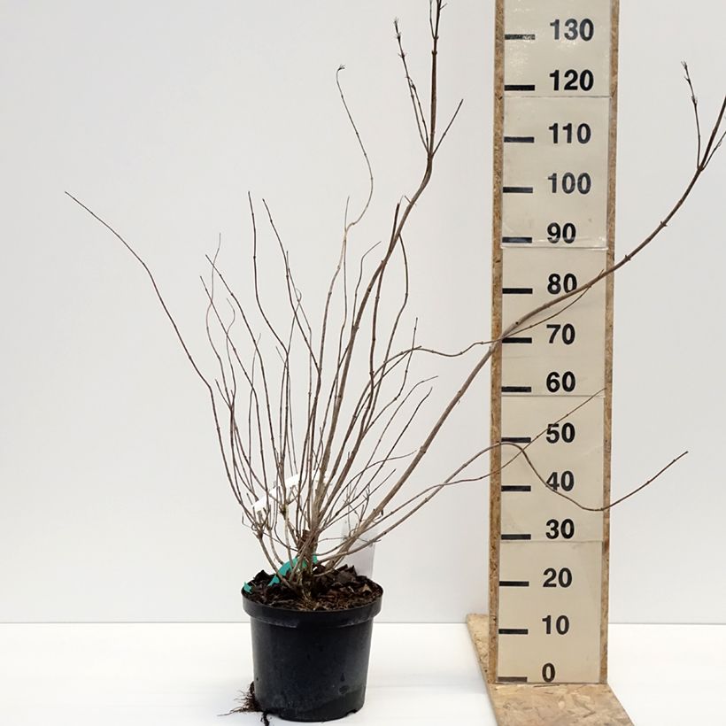 Weigela Red Prince 7.5L/10L pot sample as delivered in winter