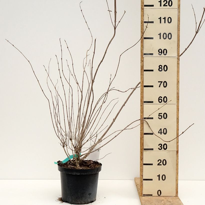 Weigela Red Prince 7.5L/10L pot sample as delivered in spring