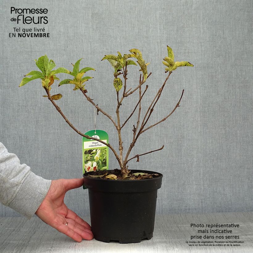 Weigela middendorffiana 3L/4L pot sample as delivered in autumn