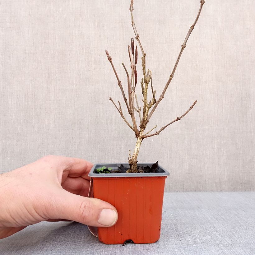 Weigela Minuet 8/9 cm pot sample as delivered in winter