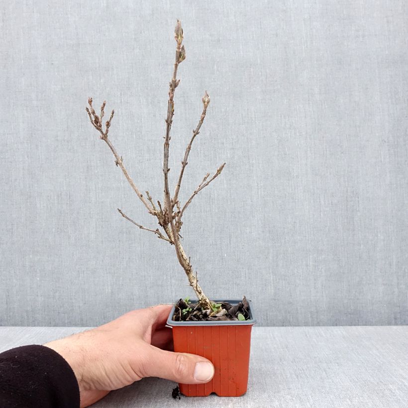 Weigela Minuet 8/9 cm pot sample as delivered in spring