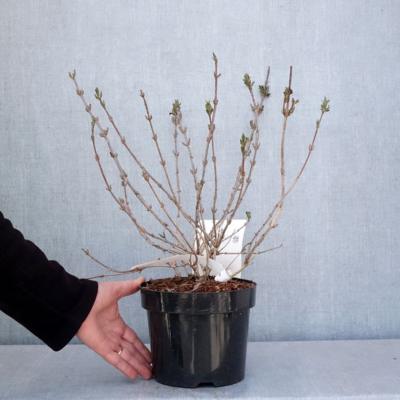 Weigela Minuet 2L/3L pot sample as delivered in spring