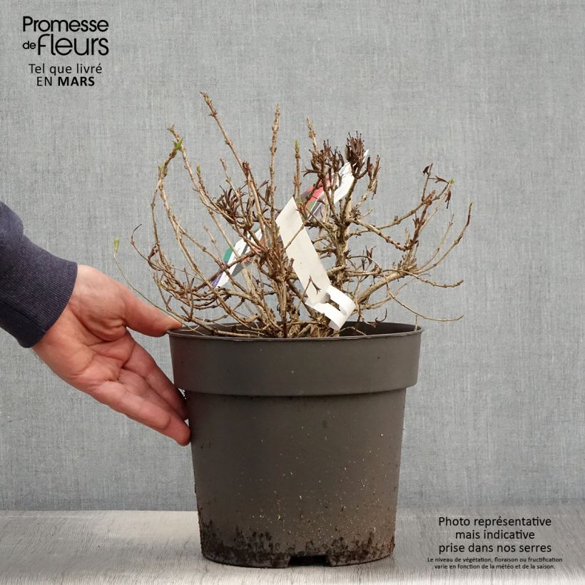 Weigela florida Picobella Rosso 2L/3L pot sample as delivered in spring