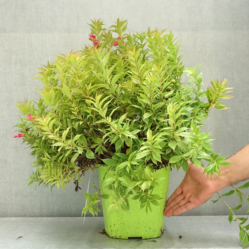 Weigela florida Picobella Rosso 7.5L/10L pot sample as delivered in summer