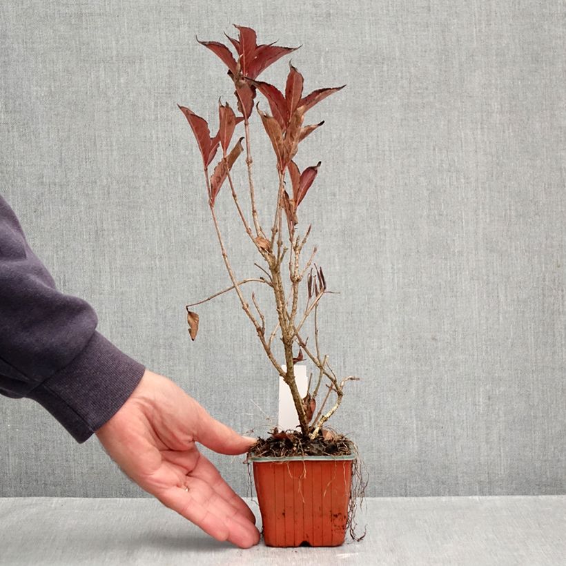 Weigela x florida Rumba 8/9 cm pot sample as delivered in autumn