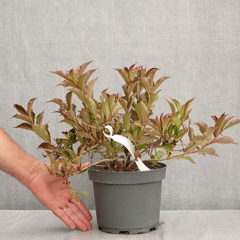Weigela x florida Rumba 3L/4L pot sample as delivered in summer