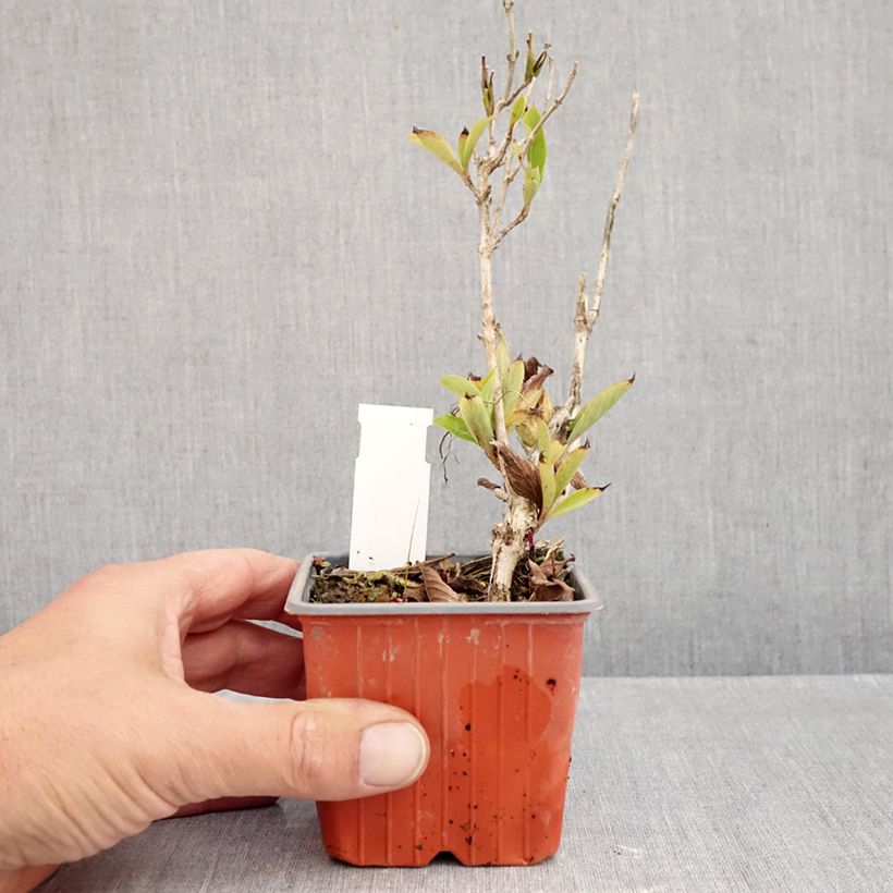 Weigela Snowflake 8/9 cm pot sample as delivered in autumn