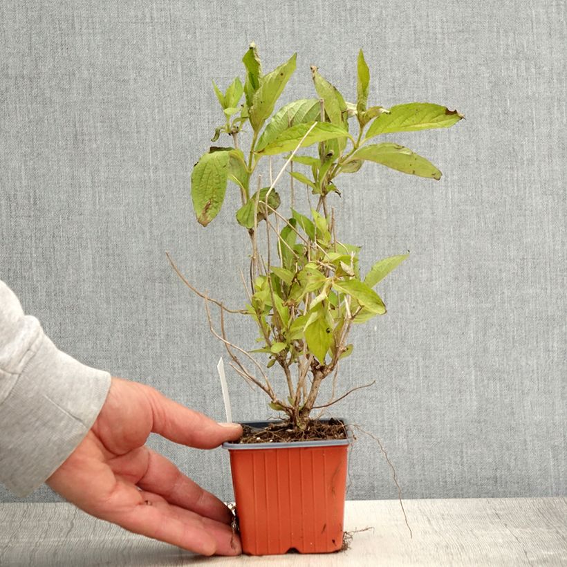 Weigela Snowflake 8/9 cm pot sample as delivered in spring