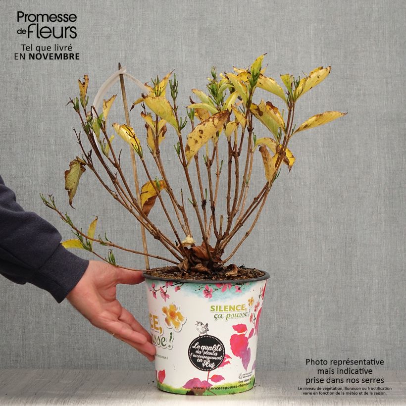 Weigela Snowflake 3L/4L pot sample as delivered in autumn