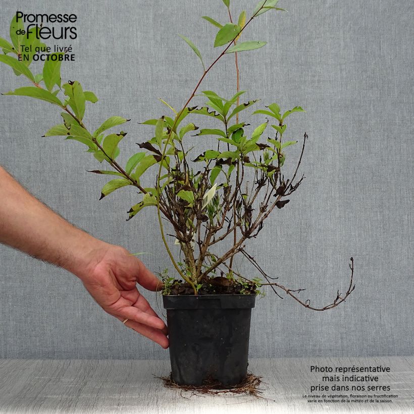 Weigela florida Stelzneri 2L/3L pot sample as delivered in autumn