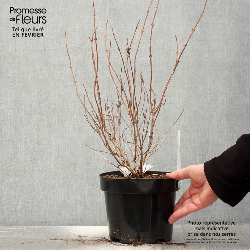 Weigela florida White Lightning 2L/3L pot sample as delivered in winter