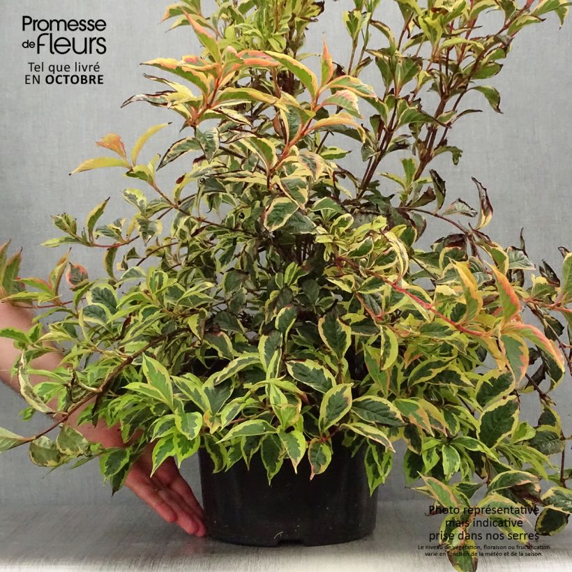 Weigela florida White Lightning 7.5L/10L pot sample as delivered in autumn