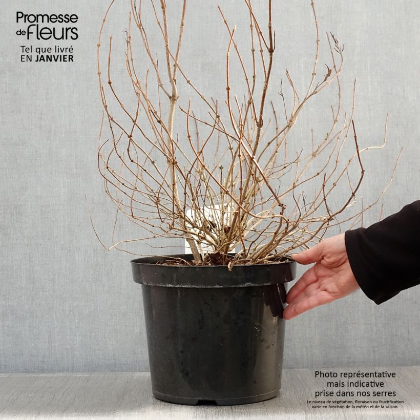 Weigela florida White Lightning 7.5L/10L pot sample as delivered in winter