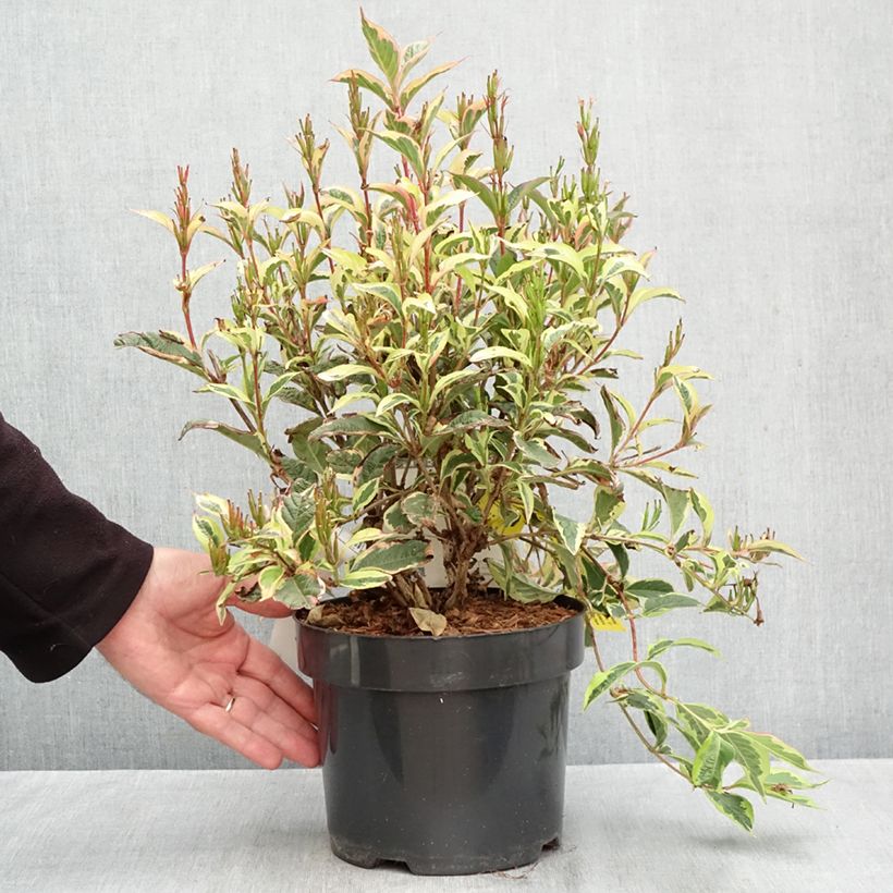 Weigela florida White Lightning 2L/3L pot sample as delivered in autumn