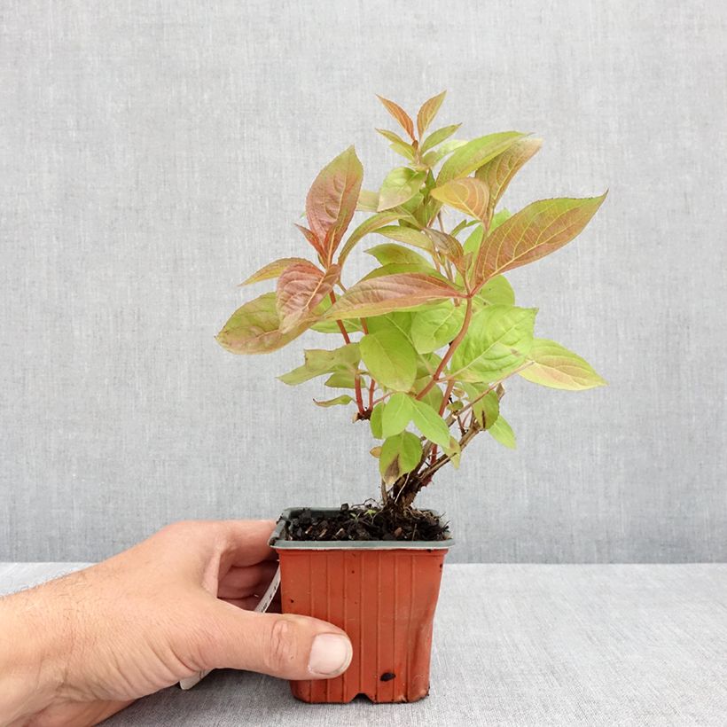 Weigela florida Wings of Fire 8/9 cm pot sample as delivered in spring