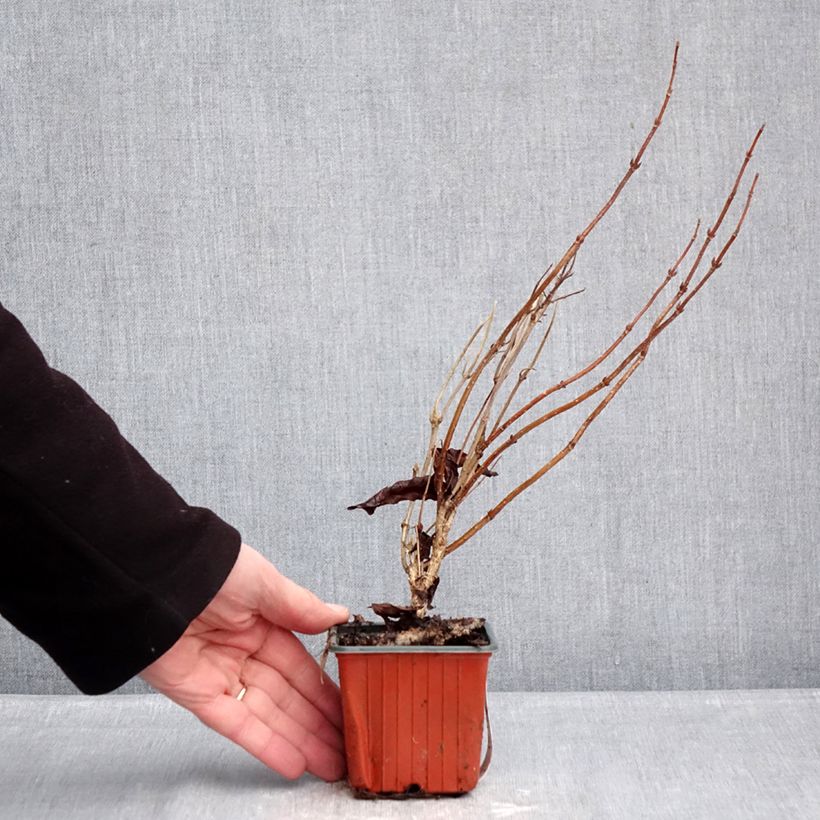 Weigela florida Wings of Fire 8/9 cm pot sample as delivered in winter