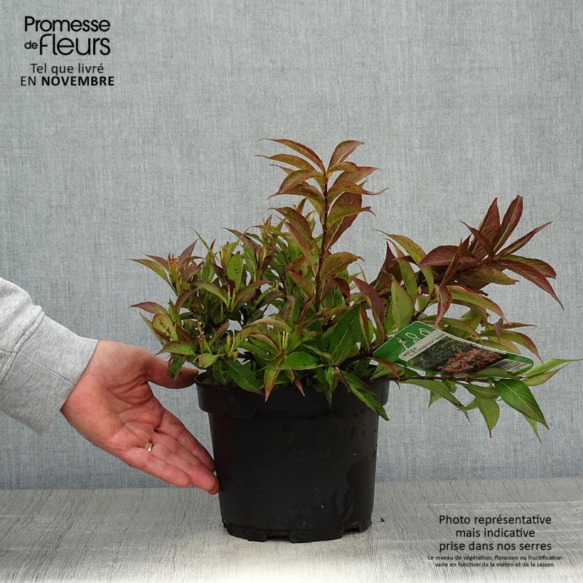 Weigela All Summer Peach 3L/4L pot sample as delivered in autumn