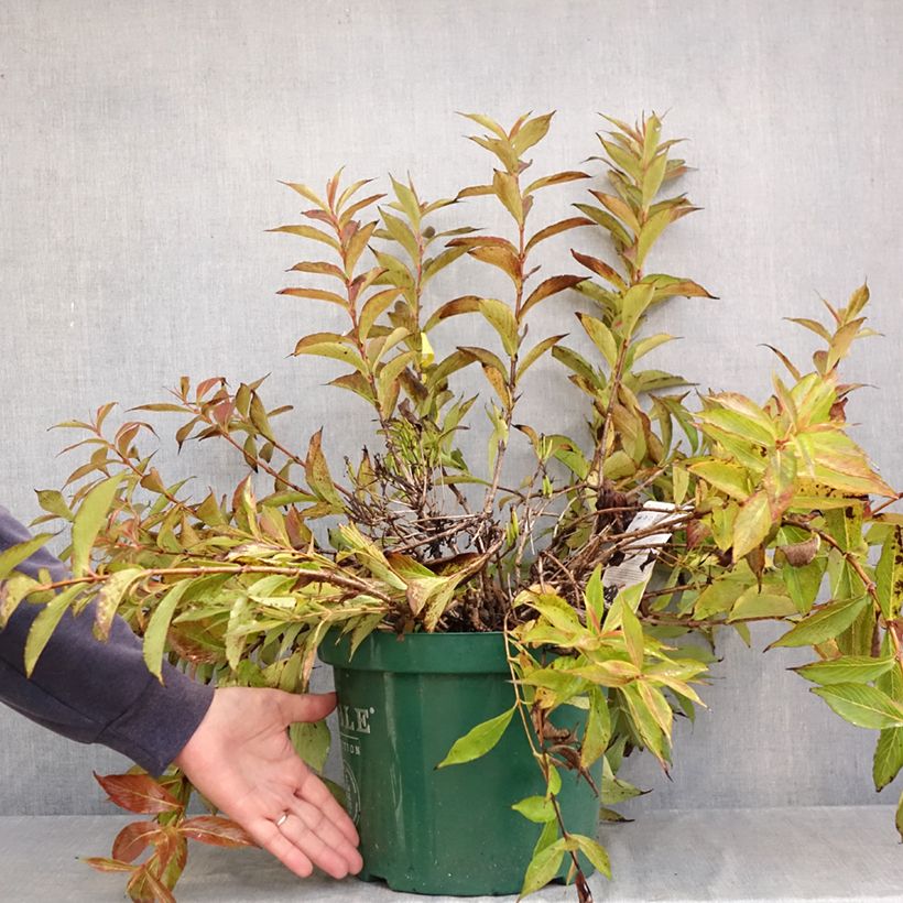 Weigela All Summer Peach 7.5L/10L pot sample as delivered in autumn