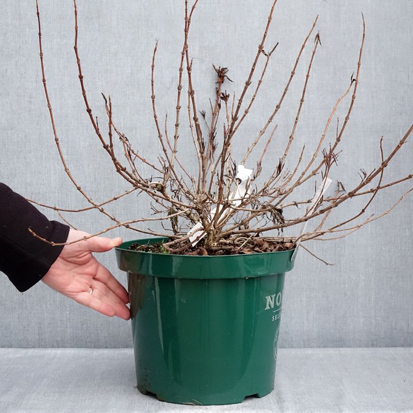 Weigela All Summer Peach 7.5L/10L pot sample as delivered in winter