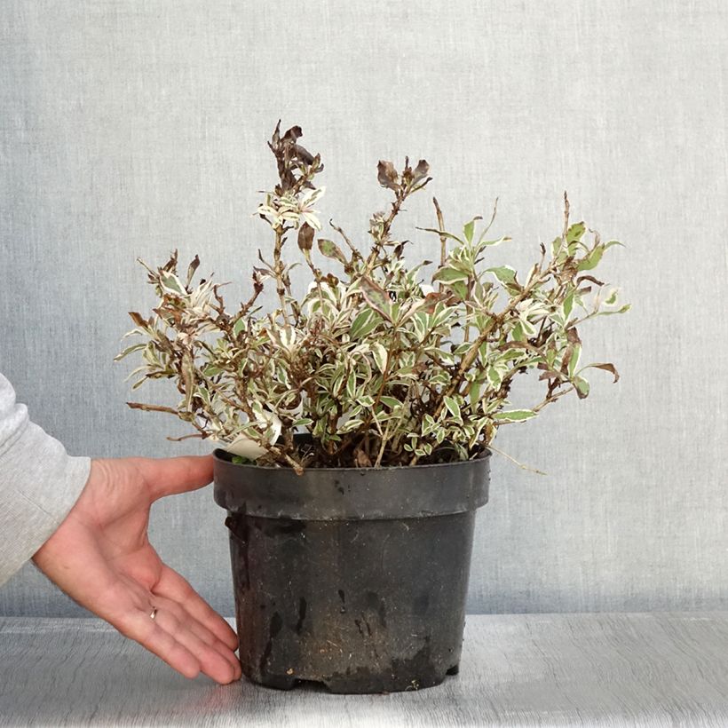Weigela florida Monet Verweig 2L/3L pot sample as delivered in autumn