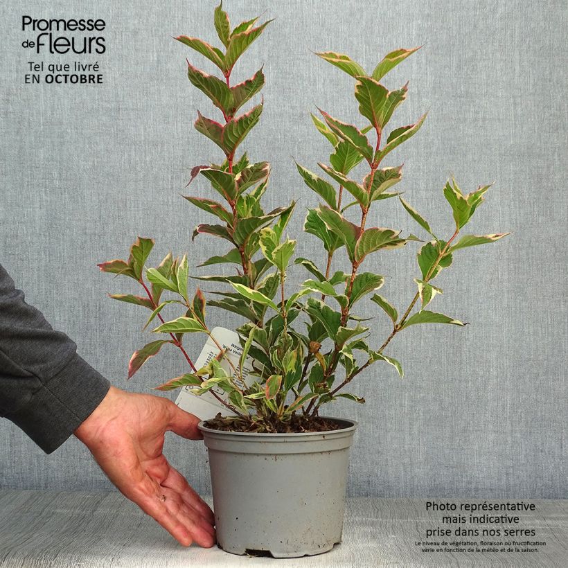 Weigela florida Nana Variegata 2L/3L pot sample as delivered in autumn