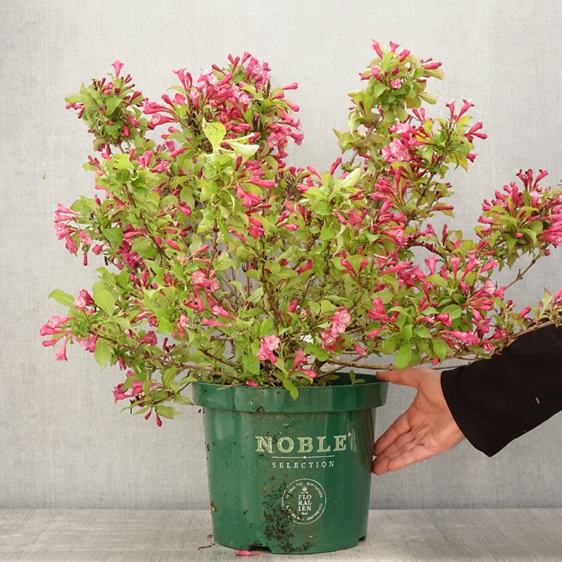 Weigela florida Princess Ayla 7.5L/10L pot sample as delivered in spring