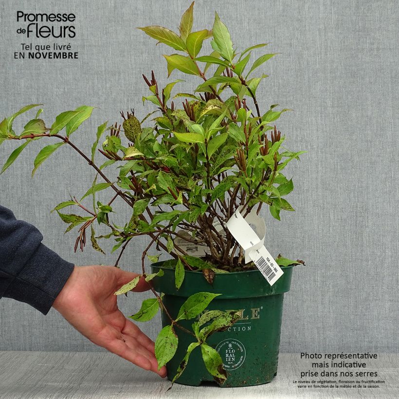 Weigela florida Princess Ayla 3L/4L pot sample as delivered in autumn