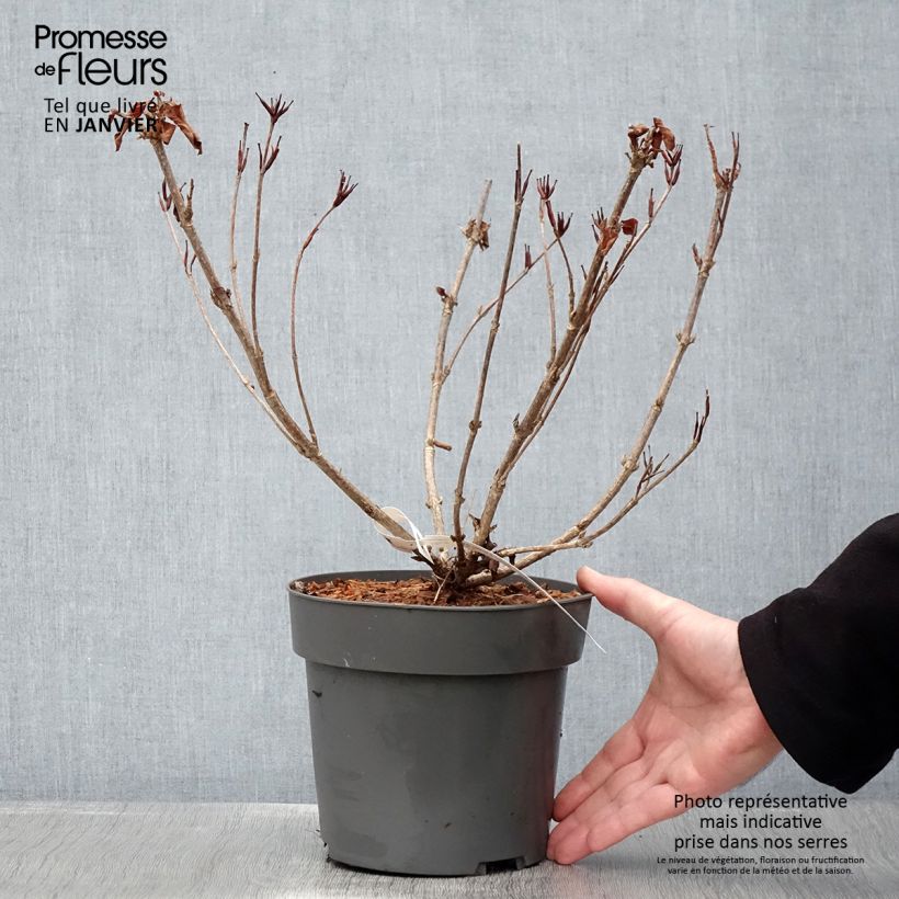 Weigela florida Cherry Love 3L/4L pot sample as delivered in winter