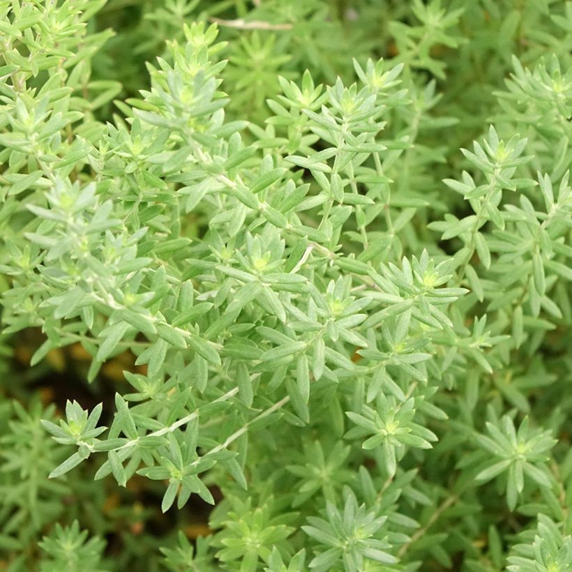 Westringia fruticosa Blue Gem - Australian rosemary (Foliage)
