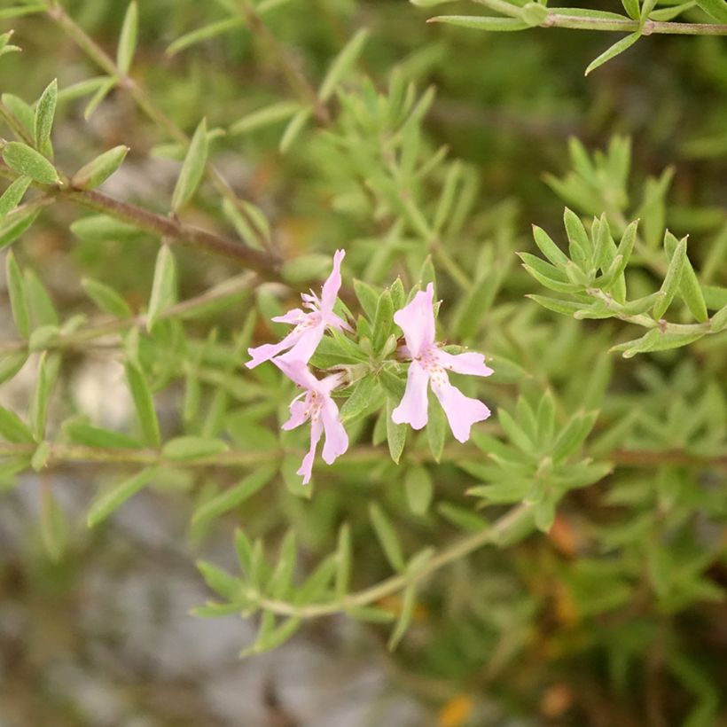 Westringia fruticosa Blue Gem - Australian rosemary (Flowering)