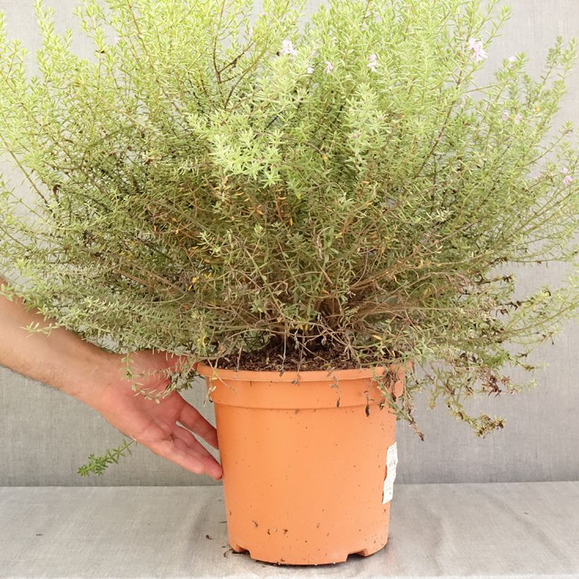 Westringia fruticosa Blue Gem - Australian rosemary 7.5L/10L pot sample as delivered in summer