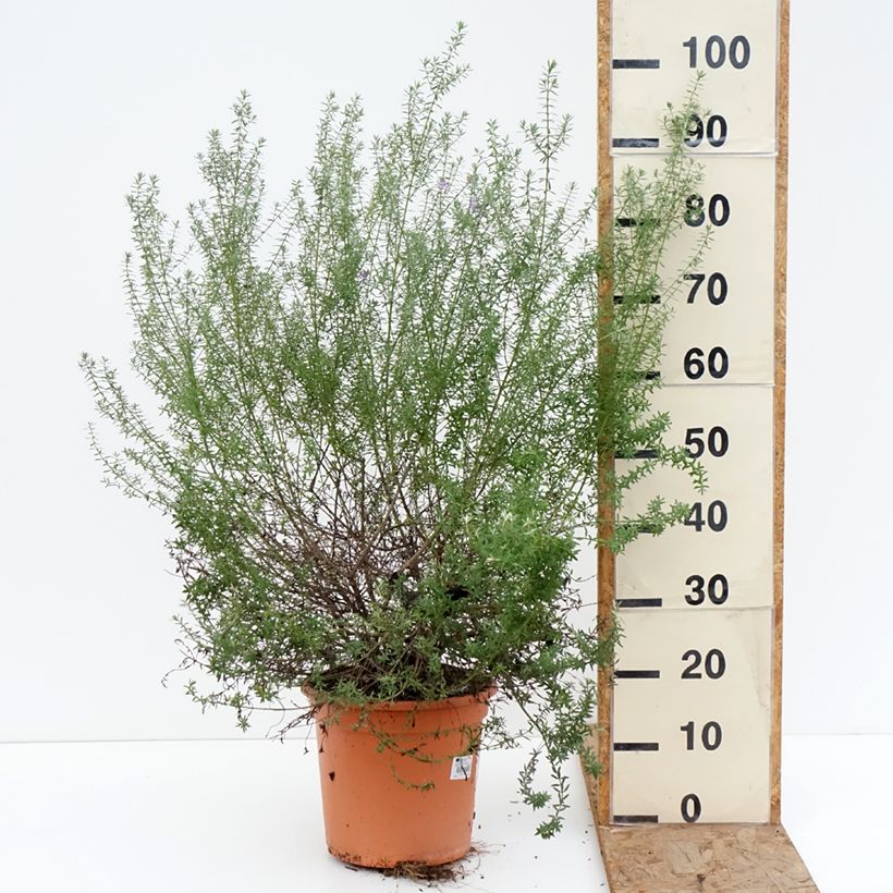 Westringia fruticosa Blue Gem - Australian rosemary 7.5L/10L pot sample as delivered in winter