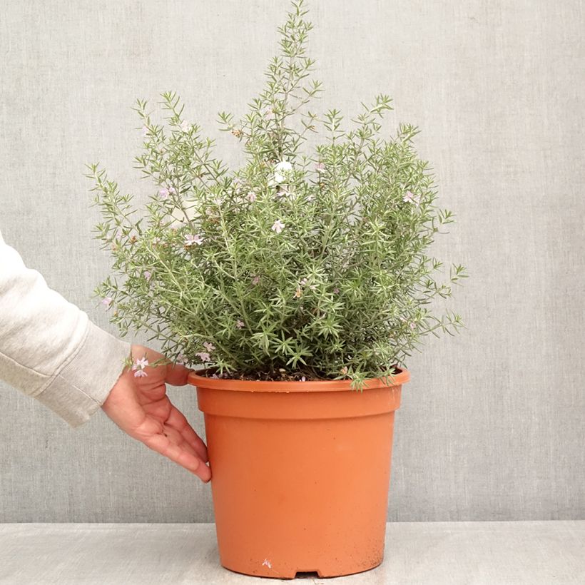 Westringia fruticosa Blue Gem - Australian rosemary 7.5L/10L pot sample as delivered in spring