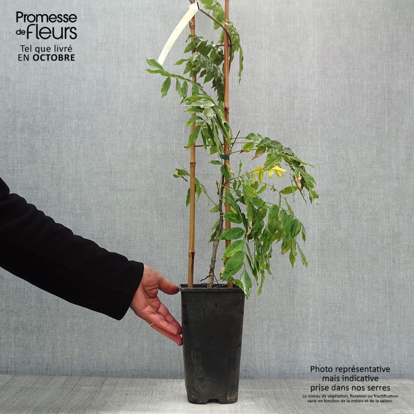 Wisteria venusta Rosea 2L/3L pot sample as delivered in autumn