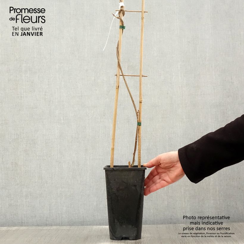 Wisteria venusta Rosea 2L/3L pot sample as delivered in winter